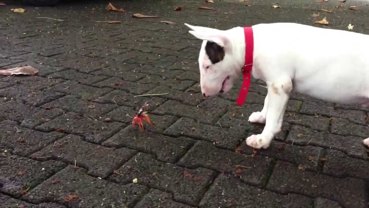 Bull terrier and a crab dog YouTube