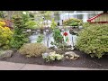WONDERFUL JAPANESE MAPLES NEXT TO KOI POND - AMAZING MAPLES 19