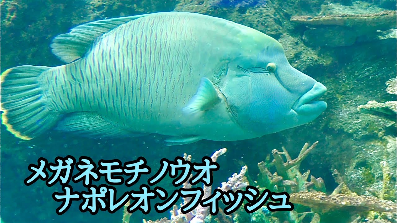 メガネモチノウオ 別名ナポレオンフィッシュ【名古屋港水族館