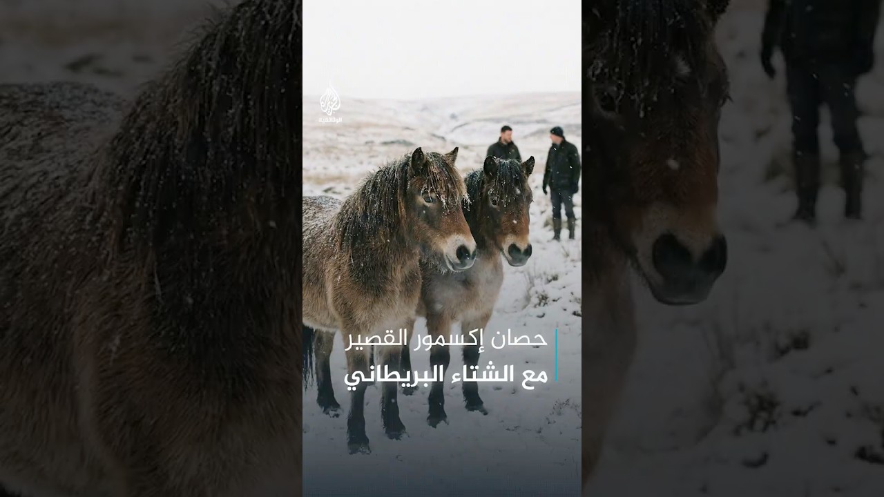 أنف يسخن الهواء وعيون تطرد المطر.. كيف يتكيف حصان إكسمور القصير مع الشتاء القارس في بريطانيا؟