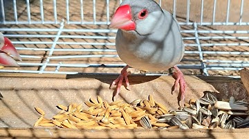 Java sparrow singing sound: java sparrows sing so lound and strong voice. Sing so well. Java sparrow
