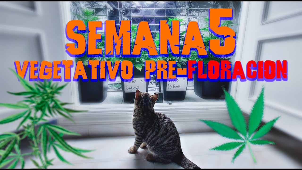 SEMANA 5 (VEGETATIVO - PRE-FLORACIÓN ) SEGUIMIENTO CULTIVO INDOOR.