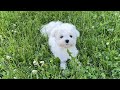 IS OUR MALTESE PUPPY REALLY HAPPY? 🤔 の動画、YouTube動画。