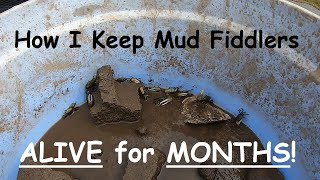 How I keep Fiddler Crabs ALIVE for Months!!!
