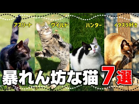 毛色で分かる！運動神経の良い猫7選