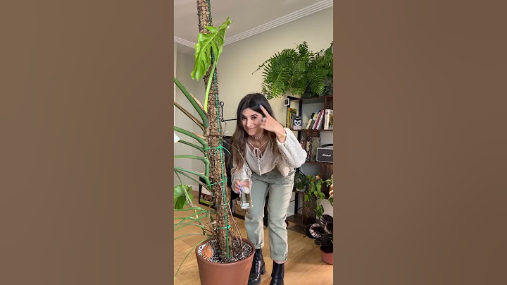 ¿Qué hacer con las raíces aéreas de tu monstera? #monstera #planttips #plantcare #plants #bigleaves