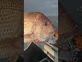 Snapper Season