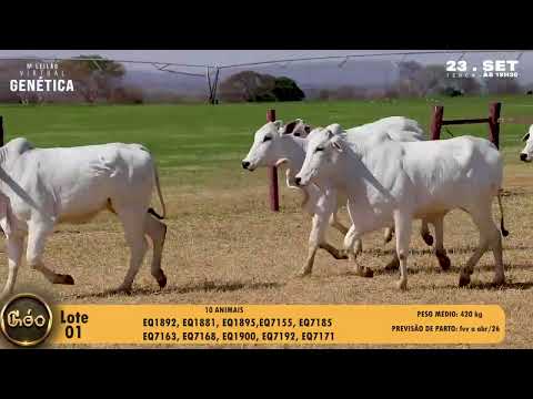 LOTE 01