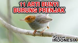 11 mitos arti dari bunyi burung prenjak #ragamindonesia #artimimpi #tafsirmimpi