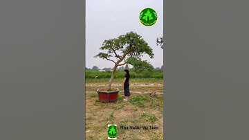 Cây Lựu Cổ Ấn Độ Thế Bàn Trà Đẳng Cấp có 1-0-2| Nhà Vườn Vũ Tiến