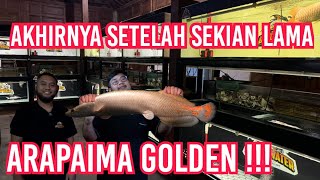 HUNTING‼️ BELI GOLDEN ARAPAIMA UNTUK MARKAS BARU JAMM VLOG