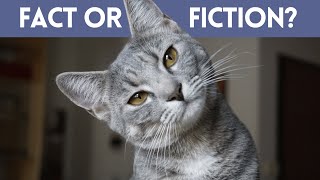 Can Cats Ward Off Bad  Energy? Fact or Fiction by Animal Life 112 views 3 months ago 4 minutes, 20 seconds