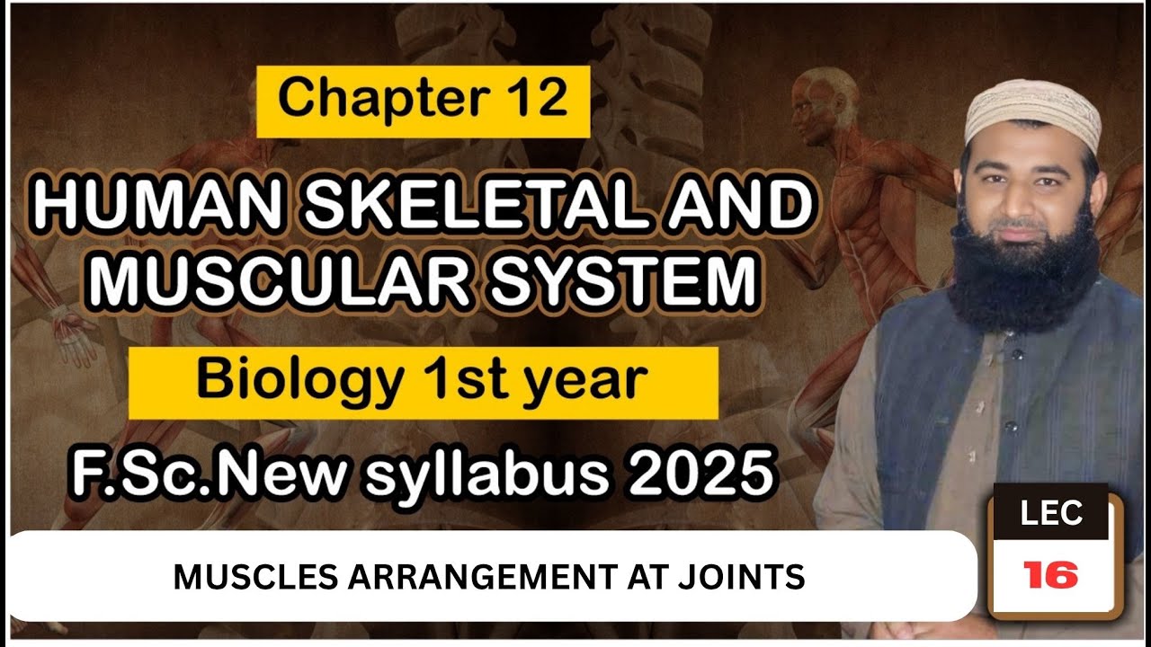 Muscles arrangement at joints | Human Skeletal and muscular system | L#16