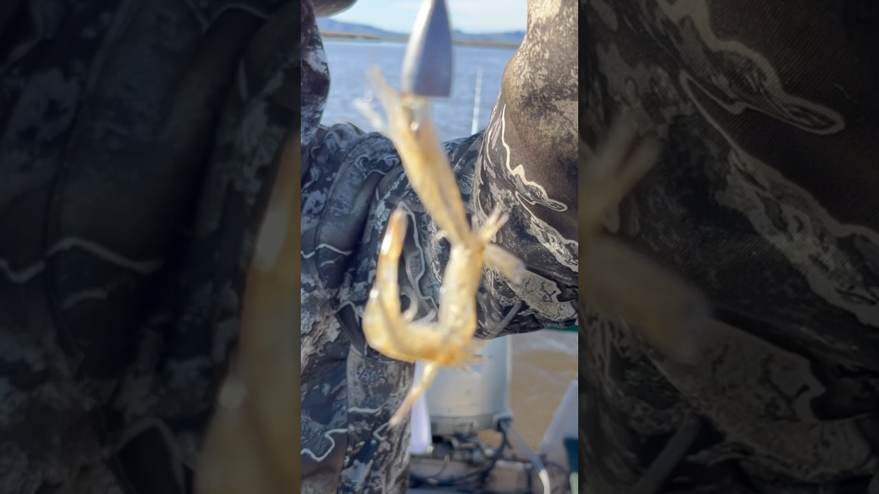 How To Bait Grass Shrimp for Sturgeon Fishing 