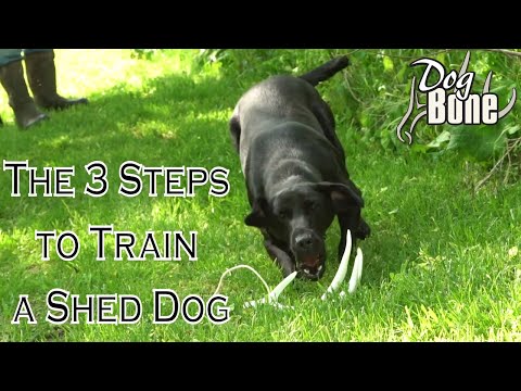 training-a-shed-hunting-dog-in-3-simple-steps