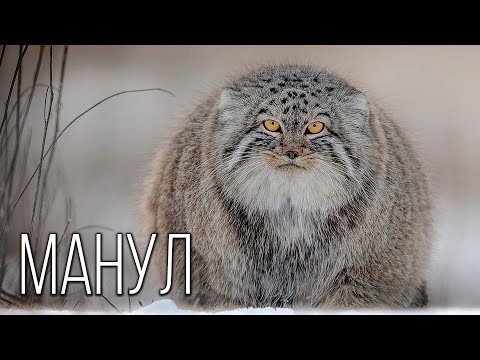 Манул: Свободный степной отшельник | Интересные факты про палласова кота