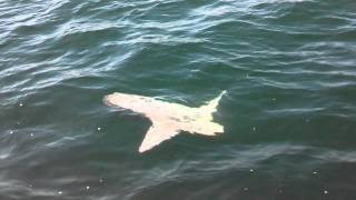 Sunfish just outside Morro Bay