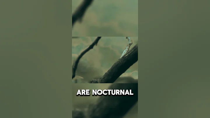 thing's you didn't know about tarsier #facts #wildlife #animals #shorts #trending #tarsier