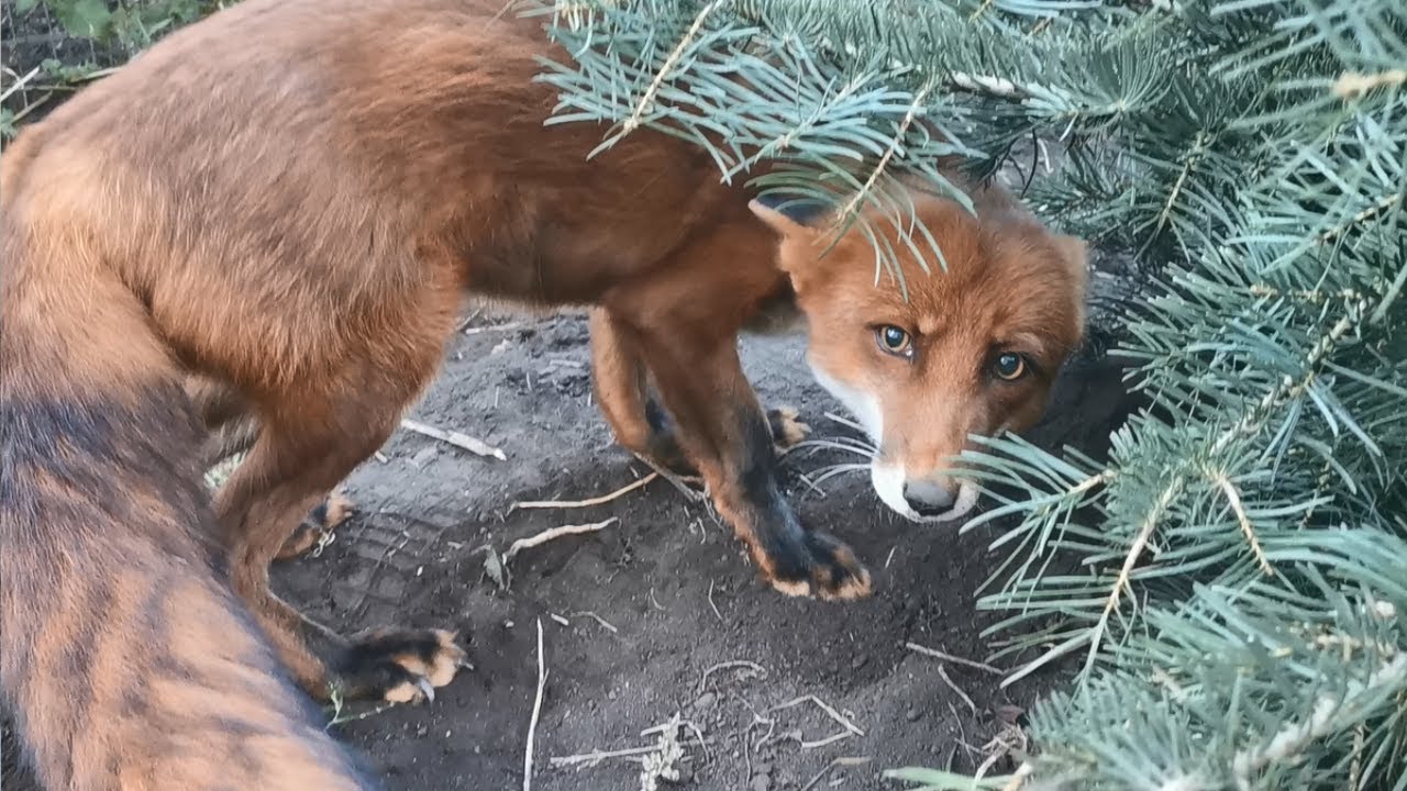 Лис Альф ныкает яйцо от лисы Василисы - YouTube