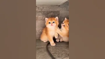 قطط صغار كيوت 