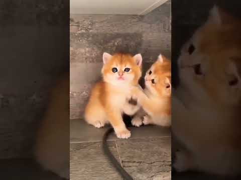 قطط صغار كيوت