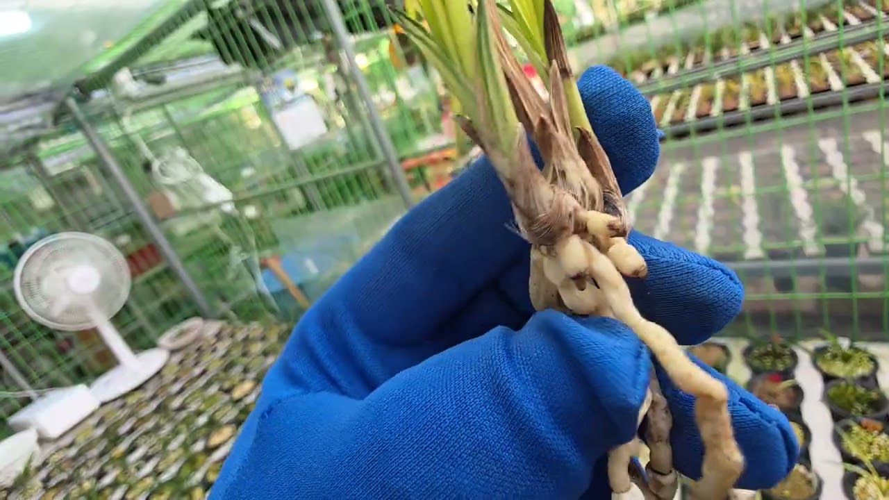 고창단엽42신라31아가씨55중투30신라19해금보14단엽22송정20 01058716655