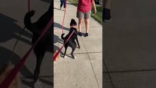 Mo-Kan Ford loves walks!