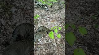 Basil and Lucy track down a scent