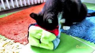 Trixie 4104 Plüschwürfel Cat Puzzle Feeder gerfüllt mit Leckerli Treats Katze Spielzeug 1st Test screenshot 1