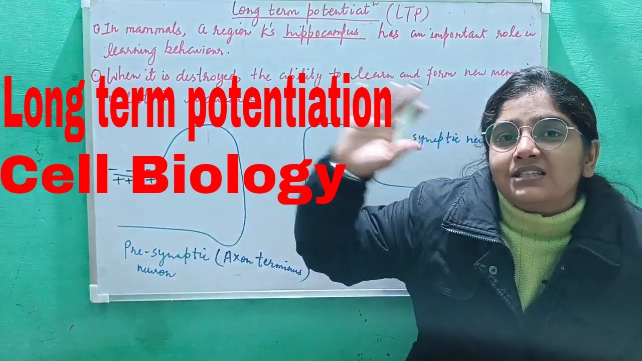 Long term potentiation|How LTP works? CELL BIOLOGY|Lecture-23