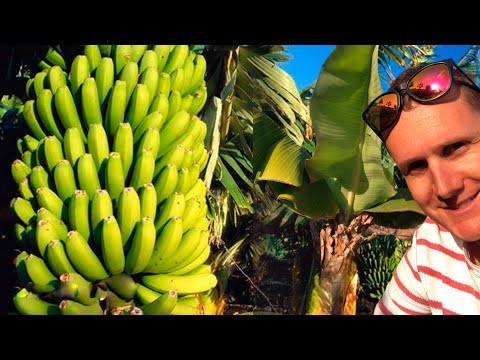 Video: Banana Tree Care - Informazioni sulla coltivazione di alberi di banane resistenti