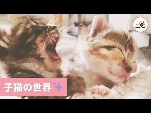 成長を楽しみにしててね♪ 子猫たちの世界へようこそ🐱💕 【PECO TV】