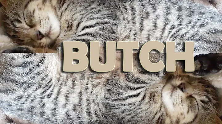 Video 90301: tabby bengal female kitten, bengal egyptian mau, mix kitten, cat kitten, kitten eating food