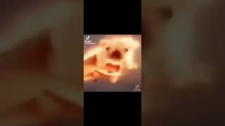 pibble #meme #memes #shortsfeed #shortsvideo #shorts #short