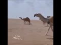 المغاتير بصوت جفران المري رحمه الله