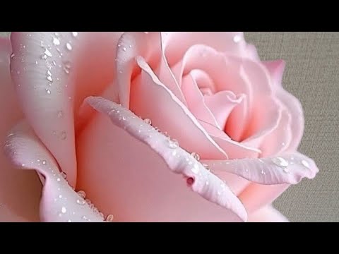 Musica 🎶🎵live stream ❤️🌹