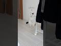 猫の方がしっかりしていました