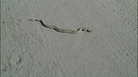 Elite Land Tours - Joshua Tree National Park - Mojave Green