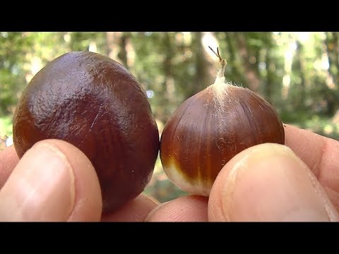 Comment Reconnaitre La Chataigne Et Le Marron Tres Simple Youtube