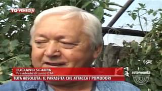 TG VENEZIA (01/10/2016) - TUTA ABSOLUTA: IL PARASSITA CHE ATTACCA I POMODORI