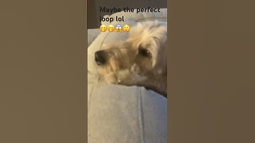 My dog in a loop lol😭😭🤭🌸🎀#loop #shorts #dog #dogshorts #obiwankenobi
