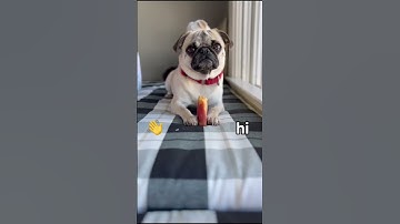 Pugs are always hungry #pugs #creampug #fawnpug #puglife #pugbreeder #yakstick #ecokind