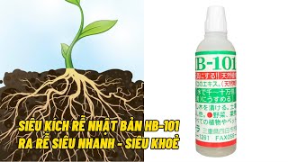 Siêu kích rễ HB - 101 dành cho ươm trồng cây phôi