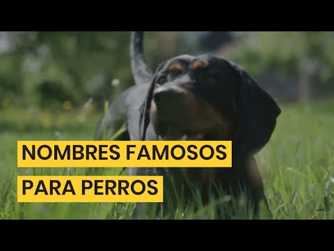 Video: Grandes nombres de perros de artistas