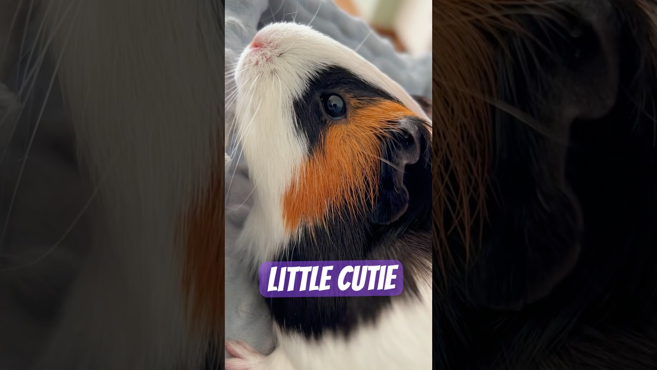 #GuineaPig