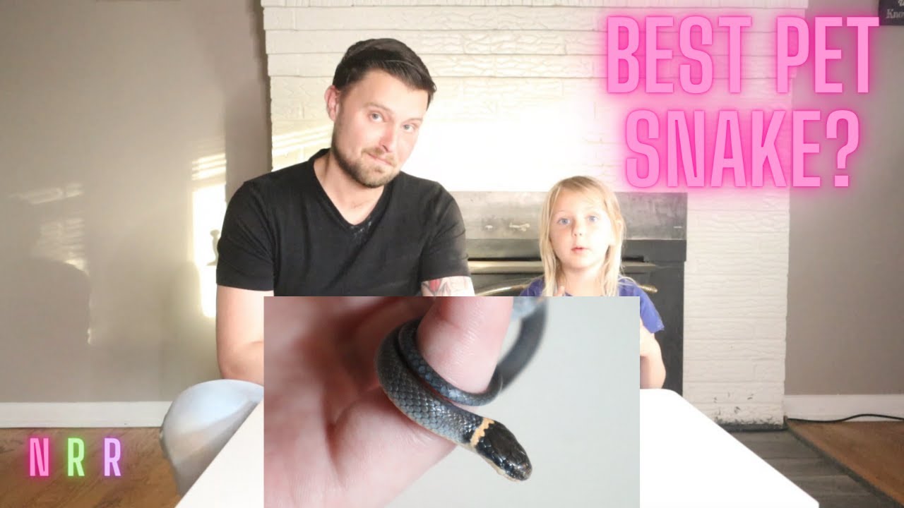 Ring-necked Snake : World's Cutest Snake?