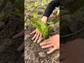 Fresh Leafy Greens Harvest 🌿 | Simple & Satisfying Farming #Shorts