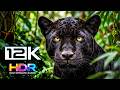 ANIMALS IN THE WIILD 8K HDR ULTRA HD / TV Test Smart TV Dolby