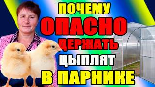 Чем ОАСЕН парник для ЦЫПЛЯТ. Быстрый РОСТ бройлера.