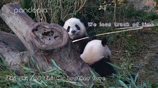 Funny panda moments #87